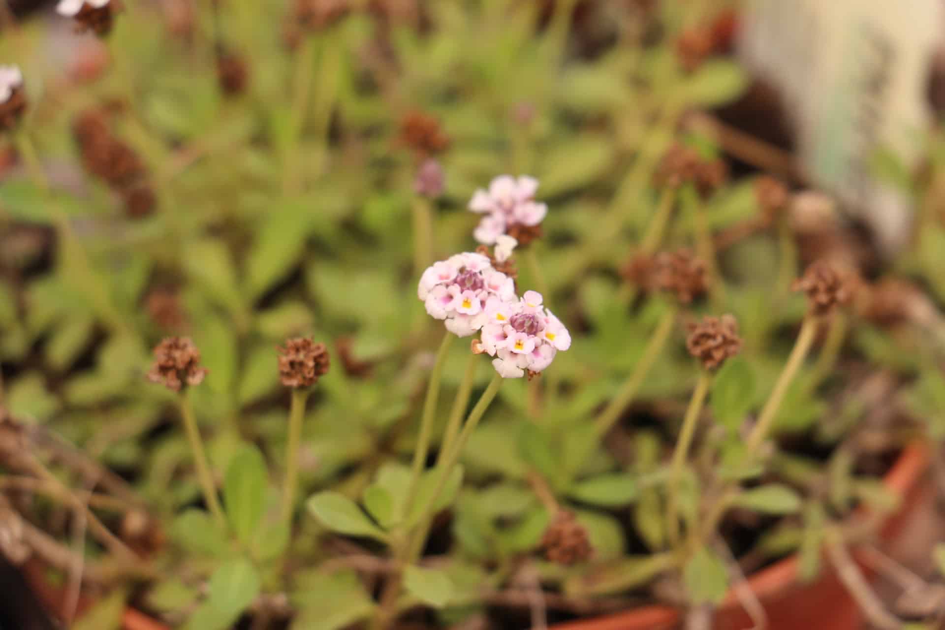 Kruipende verbena, Wisselbloem - Phyla nodiflora 