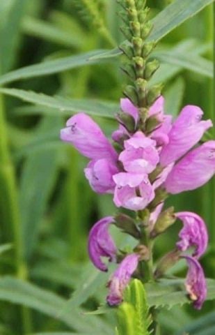 Scharnierplant - Physostegia virginiana 'Bouquet Rose'