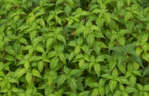 Pilea - Pilea angulata ssp petiolaris