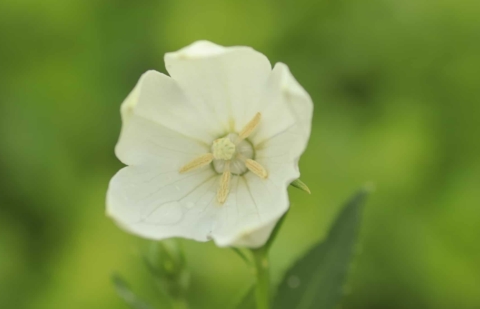 Ballonklokje - Platycodon grandiflora 'Alba'