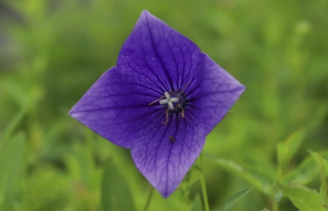 Ballonklokje - Platycodon grandiflora 'Fuji Blue'