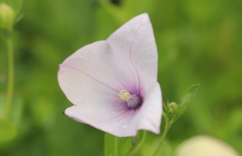Ballonklokje - Platycodon grandiflora 'Fuji Pink'