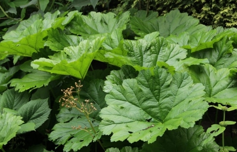 Voetblad - Podophyllum peltatum
