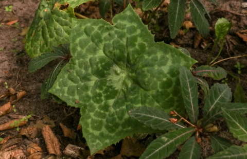 Voetblad - Podophyllum 'Spotty Dotty'