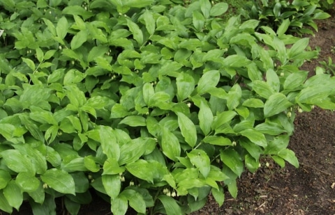Salomonszegel - Polygonatum biflorum 'Dwarf Form'