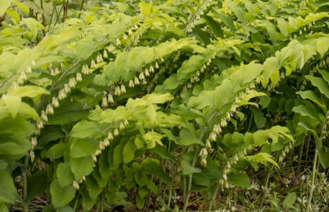 Salomonszegel - Polygonatum 'Keltenbronze'