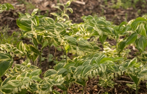 Salomonszegel - Polygonatum 'Striatum'