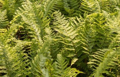 Zachte naaldvaren - Polystichum setiferum 'Dahlem'