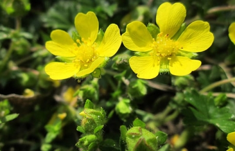 Ganzerik - Potentilla 'Yellow Queen'