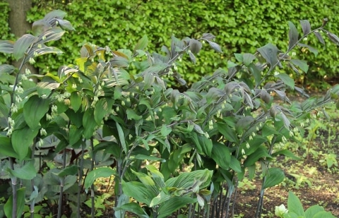 Salomonszegel - Polygonatum 'Betberg'