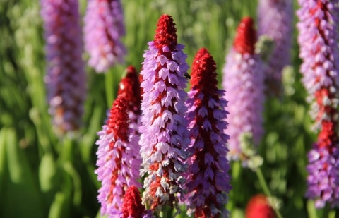 Sleutelbloem - Primula  vialii