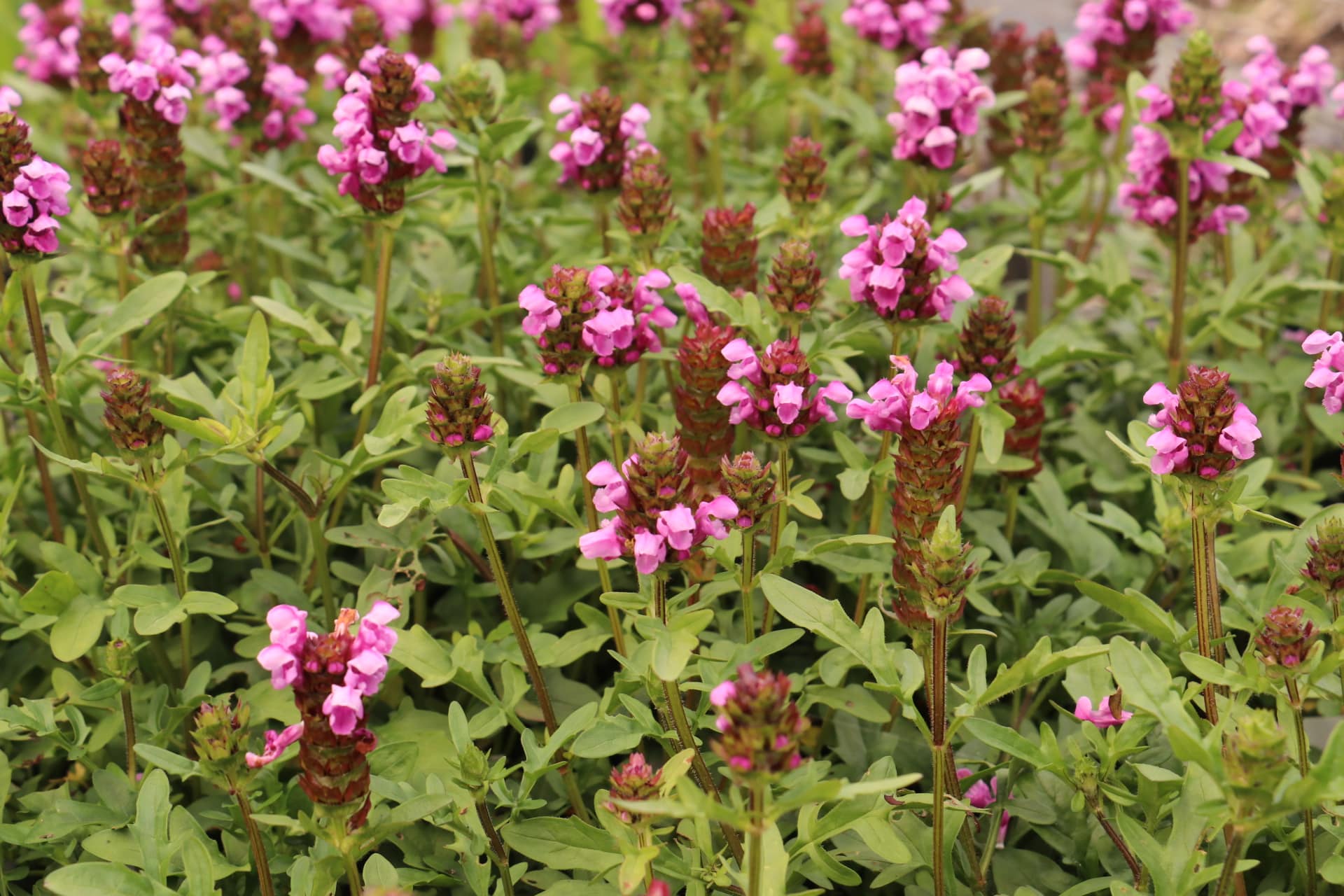 Bijenkorfje - Prunella grandiflora  'Gruss aus Isernhagen'