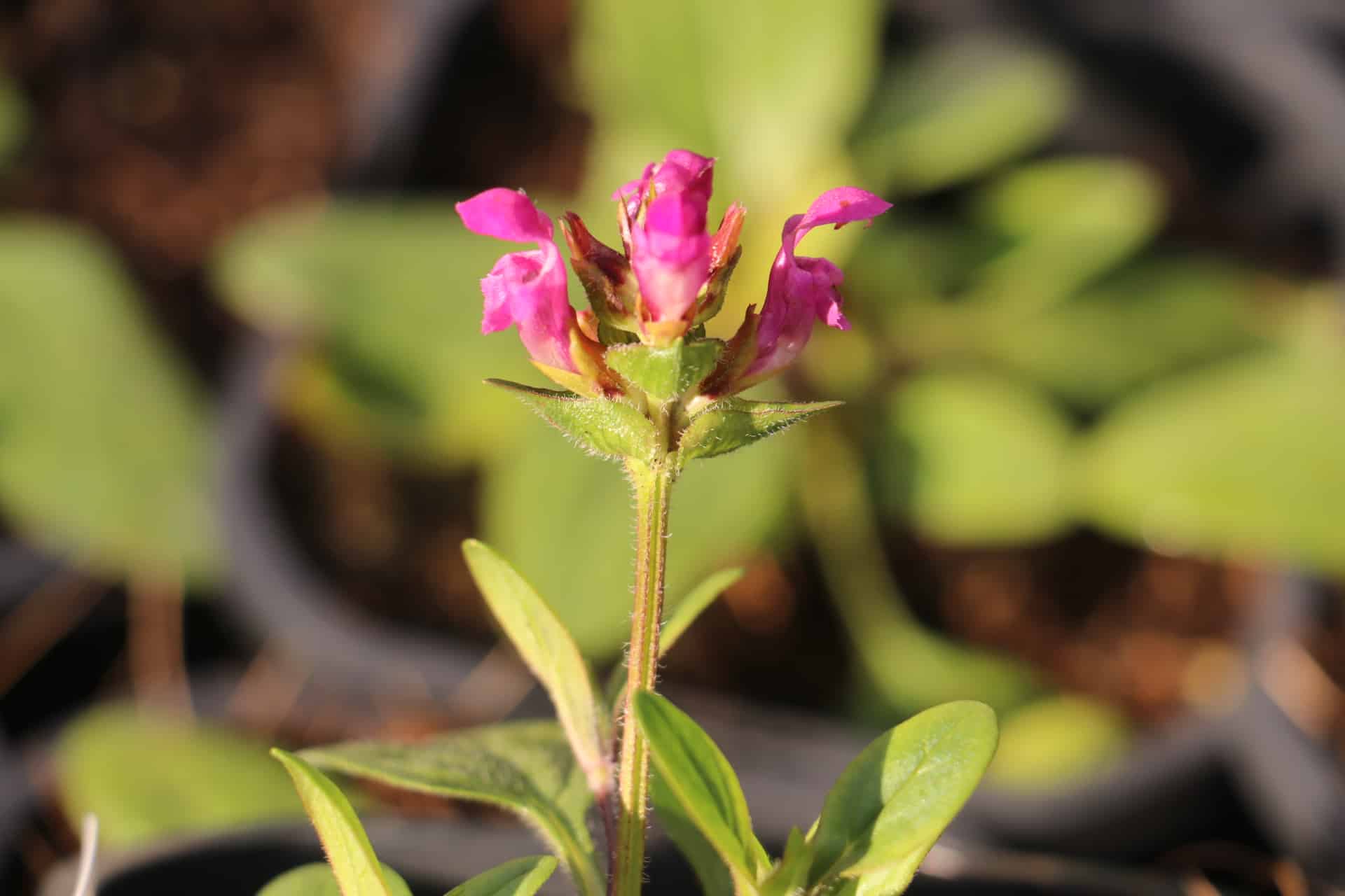 bijenkorfje - Prunella grandiflora Inshriach Ruby