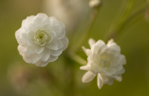 Boterbloem, speenkruid - Ranunculus aconitifolius 'Pleniflorus'