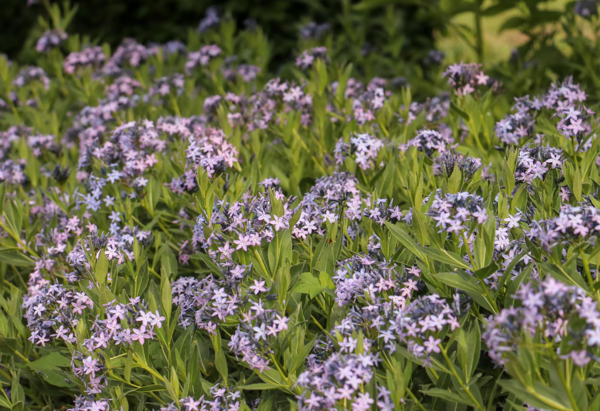 Blauwe ster - Rhazia orientalis