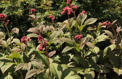Schout bij nacht - Rodgersia 'Max Laeuger'