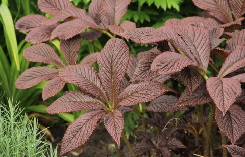 Schout bij nacht - Rodgersia 'Chocolate Wings'