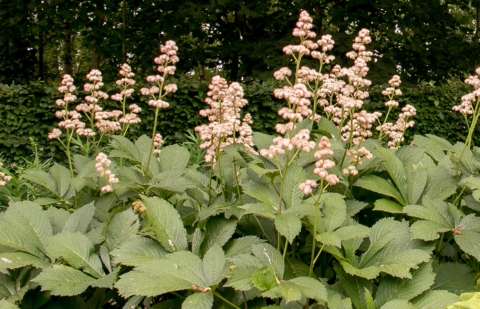 Schout bij nacht - Rodgersia 'Die Schöne'