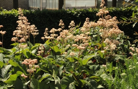 Schout bij nacht - Rodgersia 'Horturum'