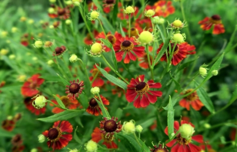 Zonnekruid - Helenium 'Rubinzwerg'