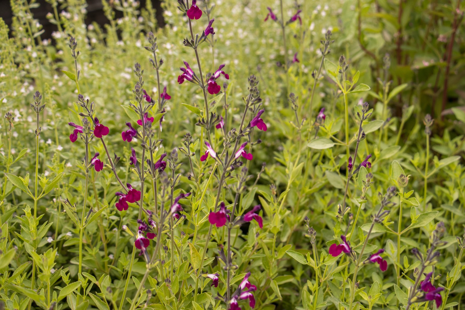 Salie - Salvia gregeri 'Amethyst Lips'
