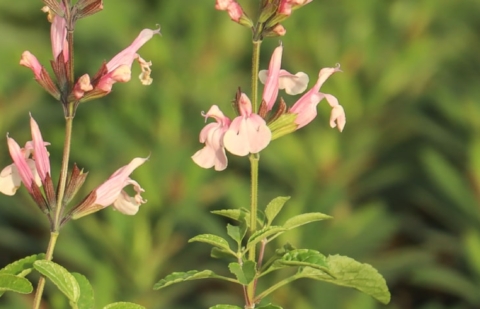 Salie - Salvia microphylla 'Blind Faith'