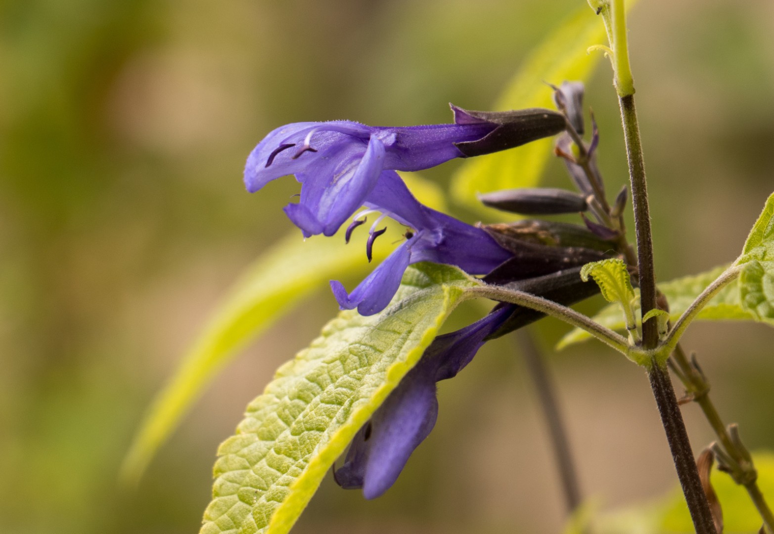 Salie - Salvia guaranitica 'Blue Enigma'