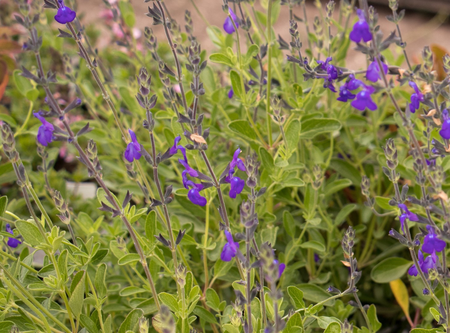 Salvia Blue Note - salie