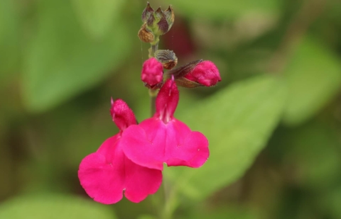 Salie - Salvia 'Dorset Wonder'