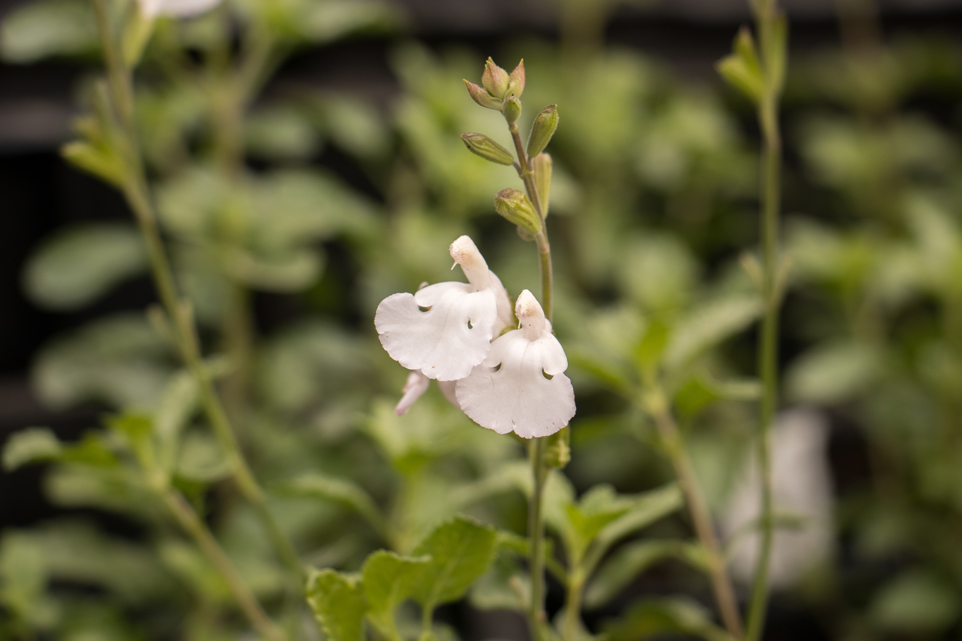 Salie - Salvia microphylla 'Gletsjer' 