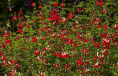 Salie - Salvia microphylla 'Hotlips'
