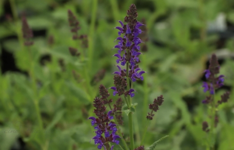 Salie - Salvia nemorosa 'Mainacht'