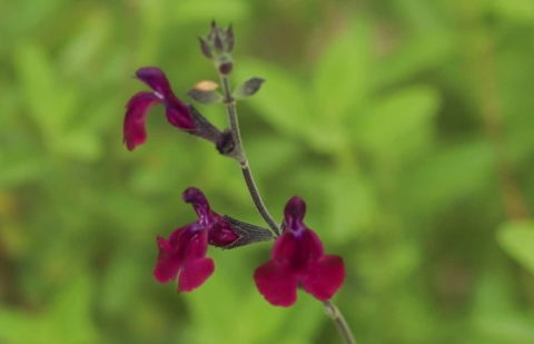 Salie - Salvia 'Nachtvlinder'