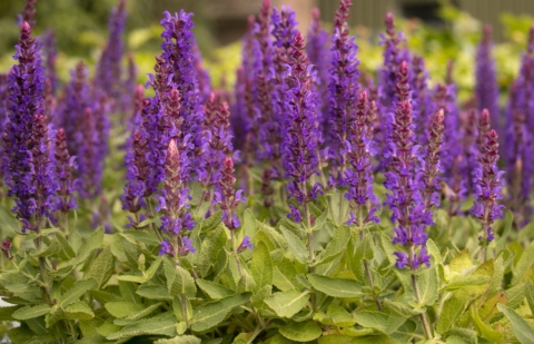 Salie - Salvia nemerosa 'Blue Bouquetta'