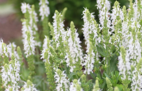 Salie - Salvia nemorosa 'Adrian'