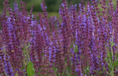 Salie - Salvia nemorosa 'Dear Anja'