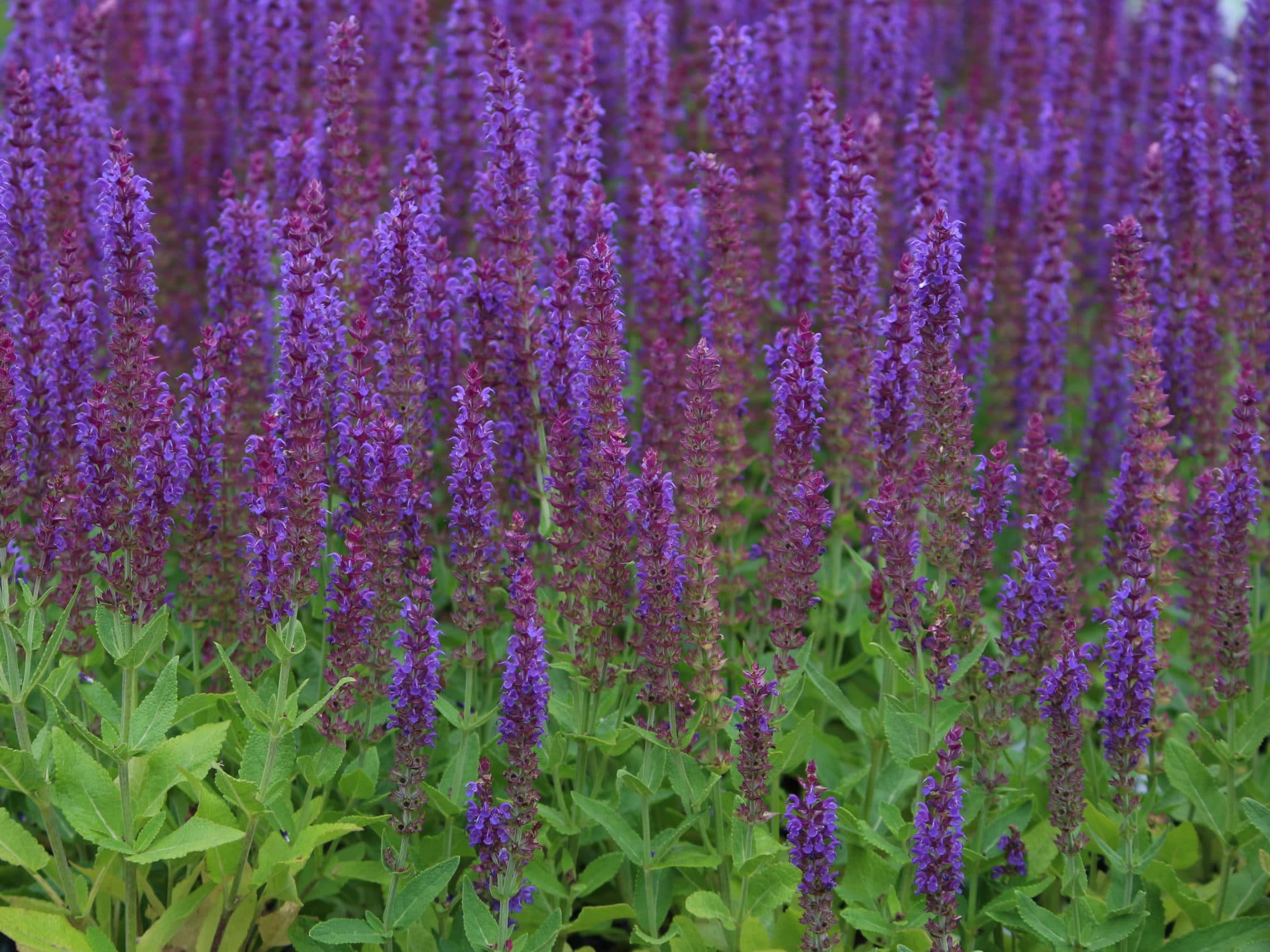 Salie - Salvia nemorosa 'Wesuwe'