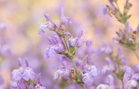 Salie - Salvia officinalis 'Crispa'