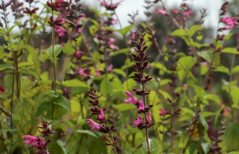Salie - Salvia 'Pink Amistad'