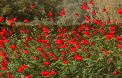 Salie - Salvia microphylla 'Royal Bumble'
