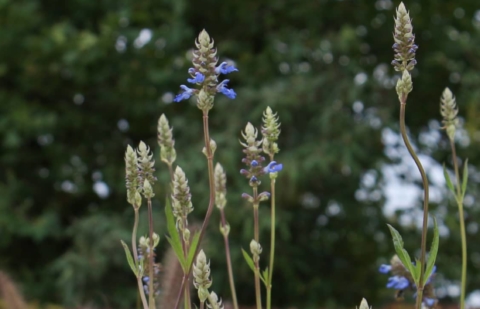 Salie - Salvia uliginosa