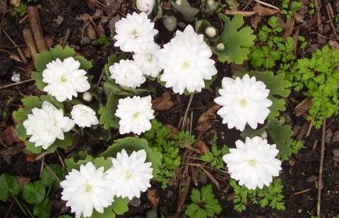 Bloedwortel - Sanguinaria casnadensis 'Multiplex'