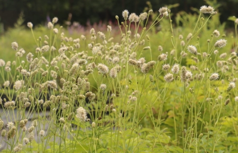 Pimpernel - Sanguisorba 'Chinese Carpet'
