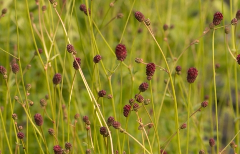 Pimpernel - Sanguisorba officinalis 'Morning Select'