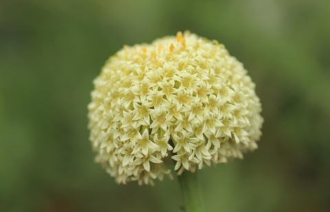 Heiligenbloem - Santolina chamaecyparissus 'Edward Bowles'