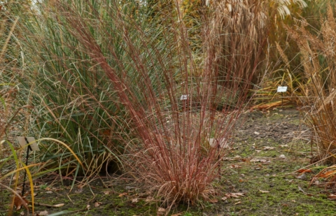 Klein prairiegras - Schizachyrium sco. 'Blue Heaven'