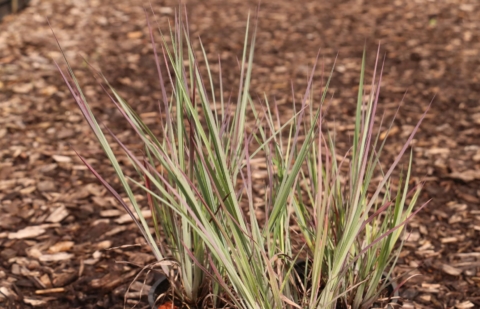 Klein Prairiegras - Schizachyrium Standing Ovation