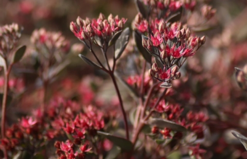 Vetkruid - Sedum 'Bertram Anderson'