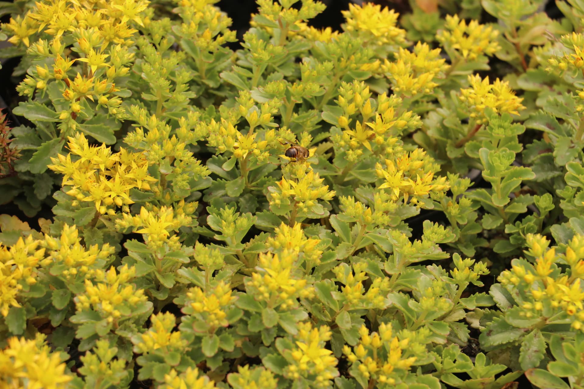 Vetkruid - Sedum 'Immergrünchen'