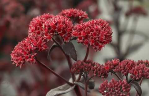 Vetkruid - Sedum 'José Aubergine'